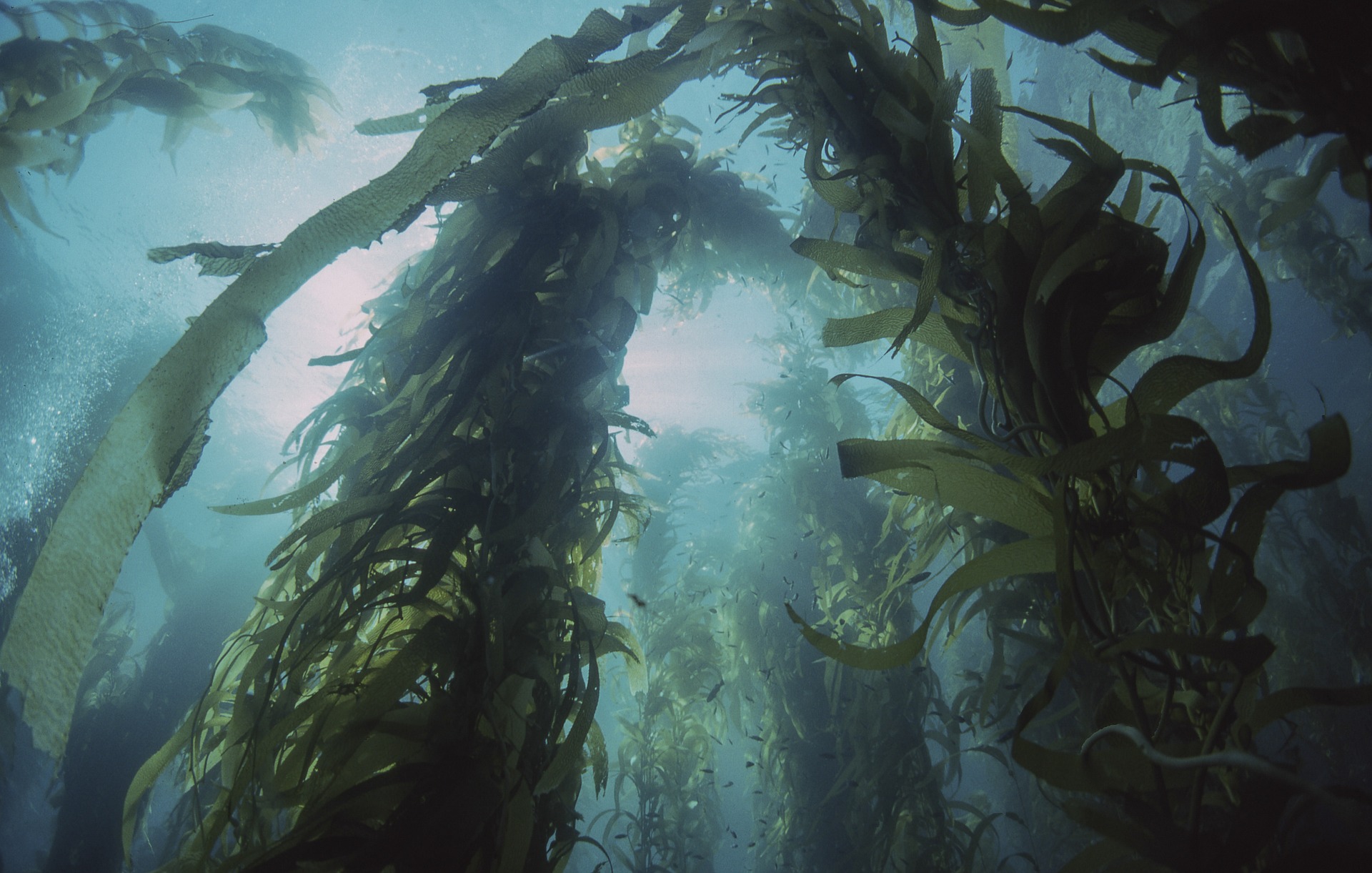 Jodmangel in Deutschland und die Kraft der Kelp-Alge zur Vorbeugung